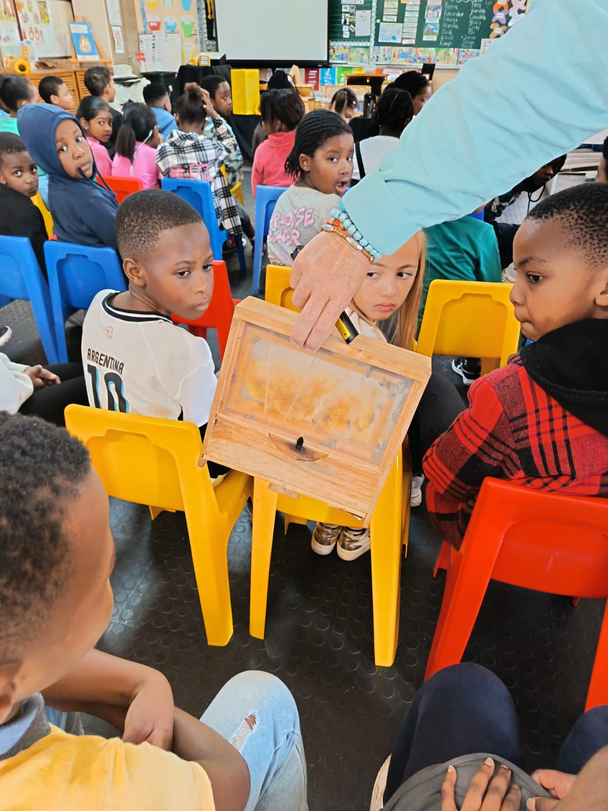 A group of children sit on colorful chairs in a classroom while an adult shows them a wooden display box with a bee inside. The children look at the box with curiosity.
